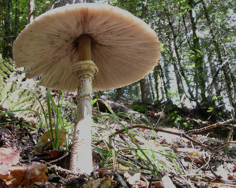 Funghi in primopiano...